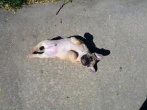Rub my belly!