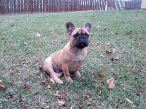 Handsome Dan