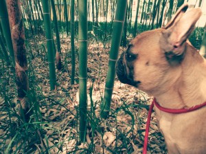 Trapped in a Kung Fu movie