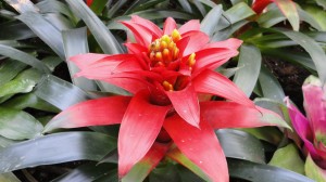 Red Flower